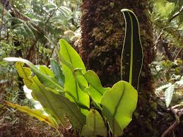 Image result for Elaphoglossum lancifolium