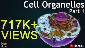 Check spelling or type a new query. Cell Organelles Part 1 Animation Video Iken Edu Youtube