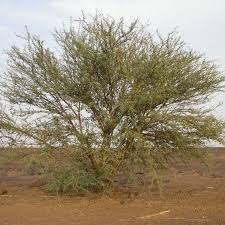 Image result for Acacia gerrardii