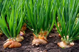 Onions have a reputation for being hard to grow, so here are some tips to help. 5 Tips To Grow Great Onions Jain Irrigation Usa
