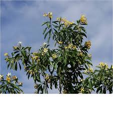 Native Franjipani Natives Trees Mature Perth Wa