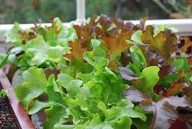 Maybe you would like to learn more about one of these? Lettuce Varieties Types Of Lettuce Varieties Of Lettuce