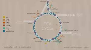 Margaret Terwilliger