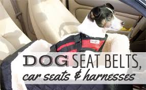 But what are the best dog harnesses and seat belt restraint in the market that provides both safety and comfort for your dog? Best Dog Seat Belts Car Seats And Harnesses How To Fit And Are They Safe Caninejournal Com