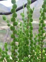 Image result for Cliffortia