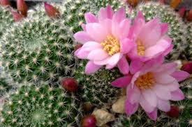Miss daisy's flowers & gifts offers contactless delivery options to our local customers. Succseed Rebutia Narvaecensis Mn 528 Narvaez Tarija Bolivia
