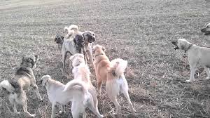 Kangal Ordusu Youtube