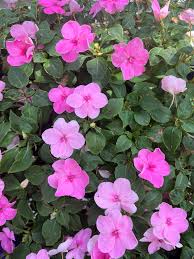 Image result for Impatiens wallerana