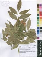 Image result for Craibia grandiflora