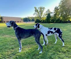 I hope you enjoy this section and that it offers help with all. Family Mourns Death Of Two Great Danes Who Died During Transport From Michigan To California Pet Rescue Report