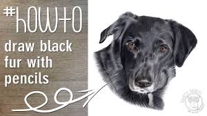 If you missed that article, you may want to click the link and read it before continuing. How To Draw Black Fur With Coloured Colored Pencils Youtube