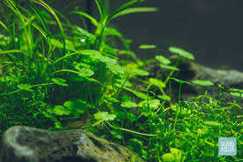 Image result for Hydrocotyle sibthorpioides
