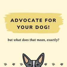 What Advocating For My Dog Means & Why It Matters | Paws and Reflect