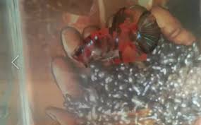 koꜜi) or more specifically nishikigoi (錦鯉, japanese: Ikan Cupang Red Koi Jual Beli Hewan Jadi Mudah