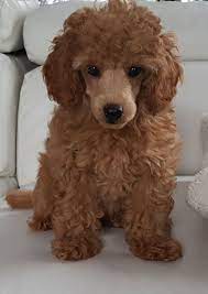 Toy Poodle Breeder From Lachicpatte Com Easiest Dogs To Train Dog Training House Training Dogs