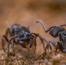 Image result for Odontosoria afra