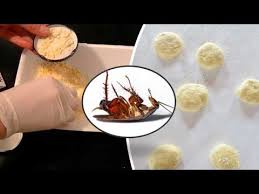 Come Eliminare Gli Scarafaggi Dalla Casa Con Metodi Naturali Youtube Eliminare Gli Scarafaggi Scarafaggi Rimedi Naturali