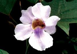 Image result for Thunbergia annua