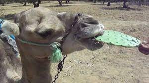 The word cactus is derived from the ancient greek, kaktos, a name first used by theophrastus for a thorny plant. Camel Eating Cactus Youtube