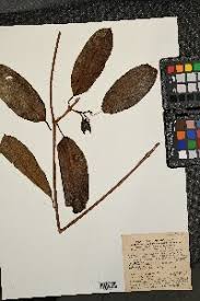 Image result for Secamone africana