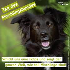 Bis 18.07.2022 ∙ 16:00 uhr. Tiere Suchen Ein Zuhause Posts Facebook