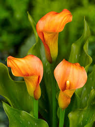 Image result for Zantedeschia