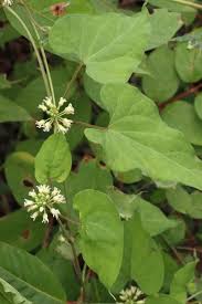 Image result for Cynanchum ellipticum