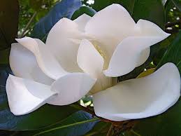 Mississippi State Flower Southern Magnolia Pictures Magnolia Pictures Magnolia Flower Southern Magnolia