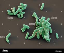Image result for Enterobacter