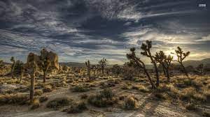 Maybe you would like to learn more about one of these? Joshua Tree Nationalpark Hintergrundbilder Joshua Tree Nationalpark Frei Fotos