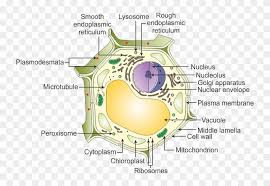Coloured bodies called plastids are found in the plant cells only. Adenosine Triphosphate Molecules Atp Is Called The Plant Cell All Names Clipart 3382090 Pikpng