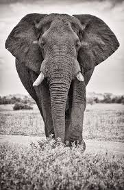 Baby Black And White Elephant Pictures Pin By Leeyah Degani On Elephant Abstract In 2020 Elephant Photography Elephant Images Animals Black And White