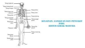 Penjelasan lengkap tentang sistem saraf manusia meliputi gambar, pengertian, gambar sistem saraf, susunan sistem saraf dan kelainan pada materibelaljar.co.id pada pembahasan kali ini akan membahas tentang sistem syaraf pada manusia secara lengkap yang meliputi pengertian. Kelainan Gangguan Dan Penyakit Pada Sistem Gerak Manusia Lengkap Pelajaran Sekolah Online