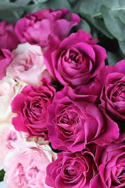 Check spelling or type a new query. Bunga Mawar Mawar Taman Berwarna Merah Muda Mawar Merah Muda David Austin Mawar Pemasaran Digital Blog Instagram Wordpress Latar Belakang Grafis Pikist