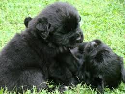 Newfoundland dog newfoundland puppies antique lithograph art print 1871. Puppyfinder Com Newfoundland Puppies Puppies For Sale Near Me In New York Usa Page 1 Displays 10