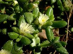 Image result for Delosperma tradescantioides