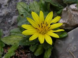 Image result for Haplocarpha