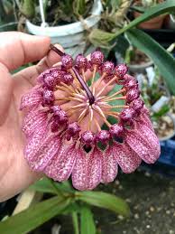Image result for Bulbophyllum burttii