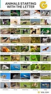 Animals that start with g. Animals That Start With G List Of 46 Animals Starting With G 7esl
