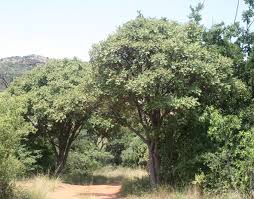 Image result for Lannea discolor