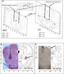 Once the protein atlas is more complete, meaning data of more proteins are integrated, we can study protein networks and identify hubs where all information comes together, or. A Diagrammatic Representation Of Rat Brain Atlas Sections Through Ppt Download Scientific Diagram