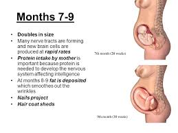 See how many months next week is see how many months last week was. Fetal Development First Trimester Months 0 3 Second Trimester Months 4 6 Third Trimester Months 7 Delivery Ppt Download