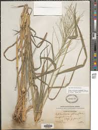 Image result for Leptochloa obtusiflora