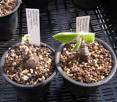 Image result for Monadenium pedunculatum