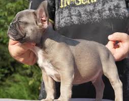 We did not find results for: Lilac Sable French Bulldog For Sale