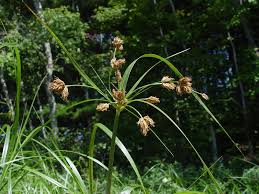 Image result for Bolboschoenus