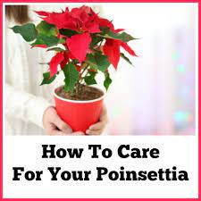 Play close attention to the following tips: Poinsettia Care Tips