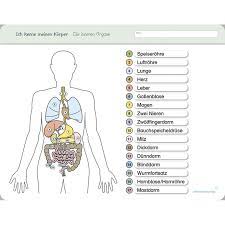 Innere anatomie einer frau und wo passt da eigentlich der menstruationsbecher / tagefänger hin? Ich Kenne Meinen Korper Die Inneren Organe Stift