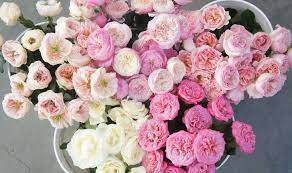 #flowers #floral #peonies #white peonies #pink peonies #blush flowers #peach flowers #white flowers #garden #botany #botanical #nature. Peony Alternatives Popsugar Home