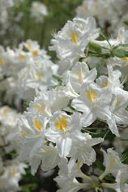 Rhododendron Persil Beautiful Flowers Pretty Flowers Romantic Garden